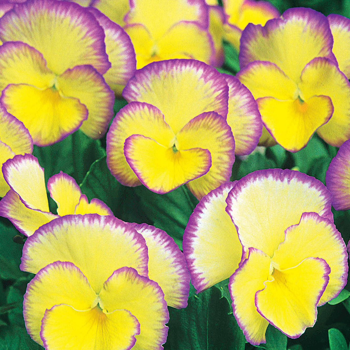 3 Violettes cornue Etain - Pensée - Viola cornuta etain - Plantes