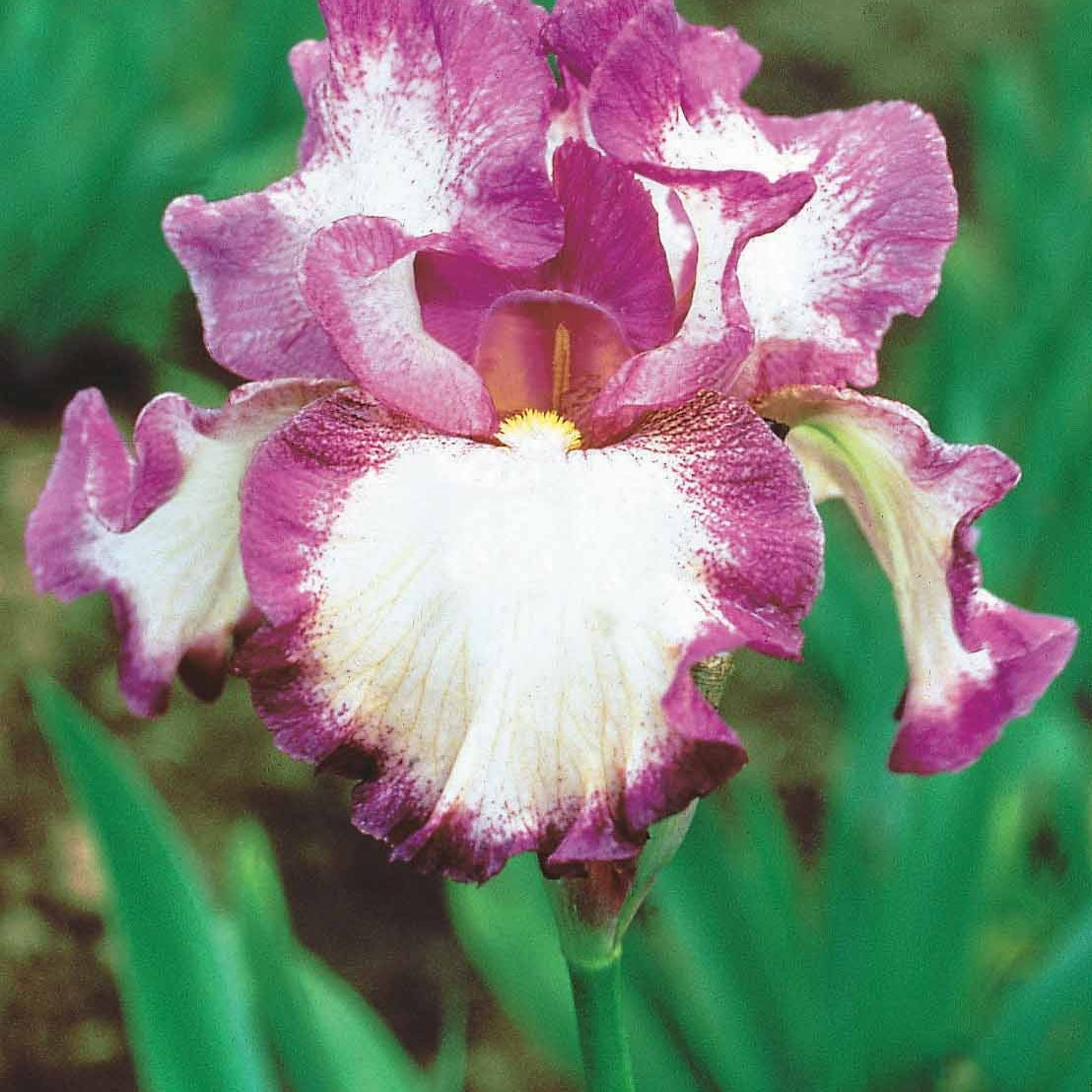 Iris de jardin remontant Autumn Encore - Iris germanica autumn encore - Plantes