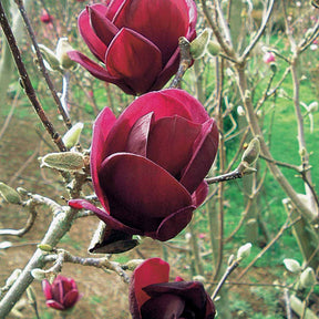 Magnolia Genie - Magnolia genie - Arbustes
