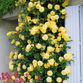 Rosier grimpant Golden Gate ® Korgolgat - Willemse