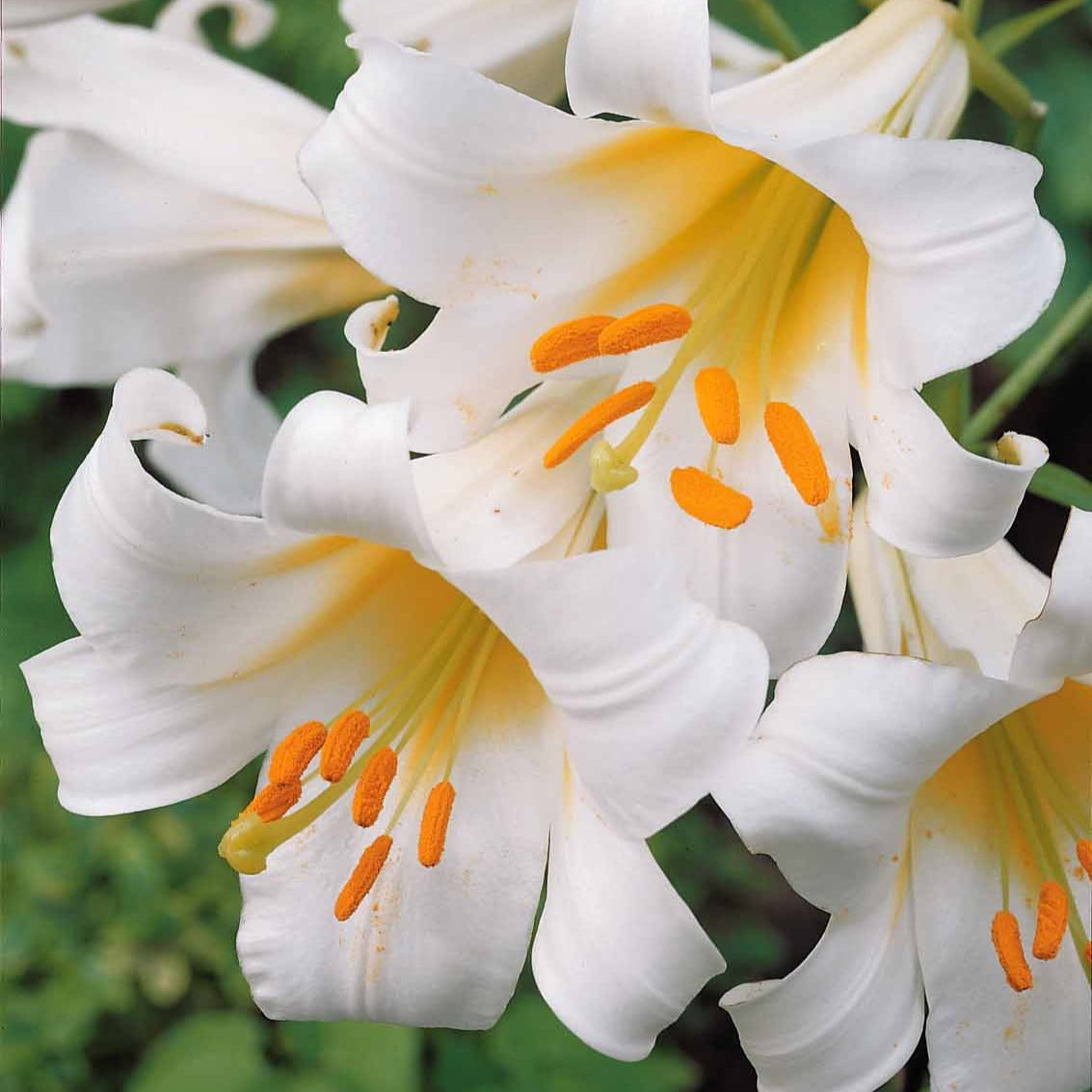 Lis royaux blancs - Lilium regale album - Bulbes à fleurs