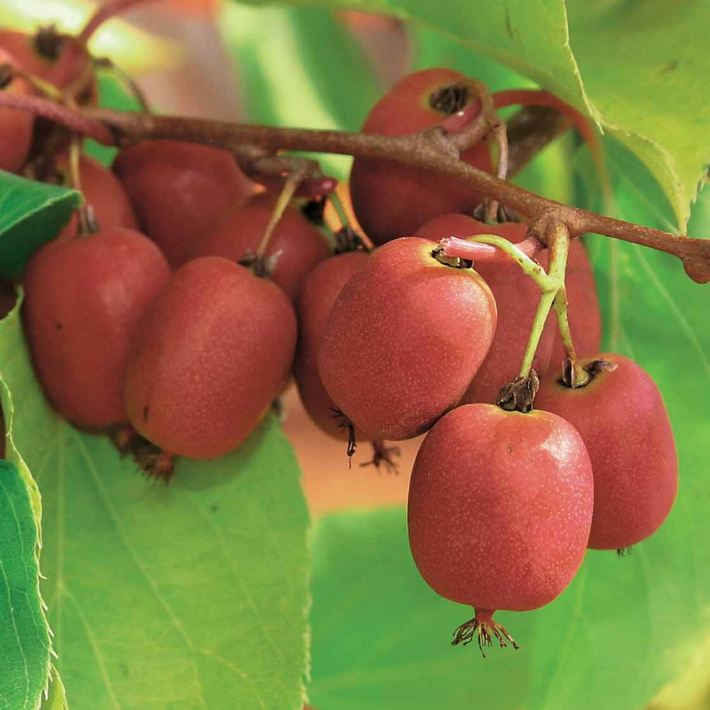 Sortes Rouges Kiwi : Guide et Comparatif des Espèces