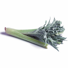 Cynara cardunculus vert vaulx velin - Cardon Vert Vaulx Velin - Artichauts