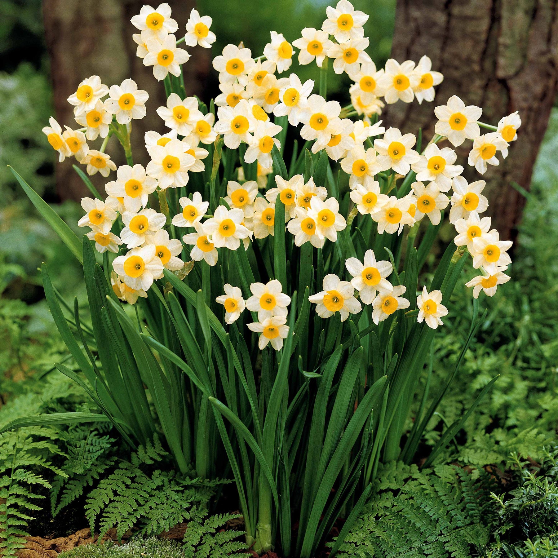 Mini-narcisse Minnow - Narcissus tazetta minnow - Plantes