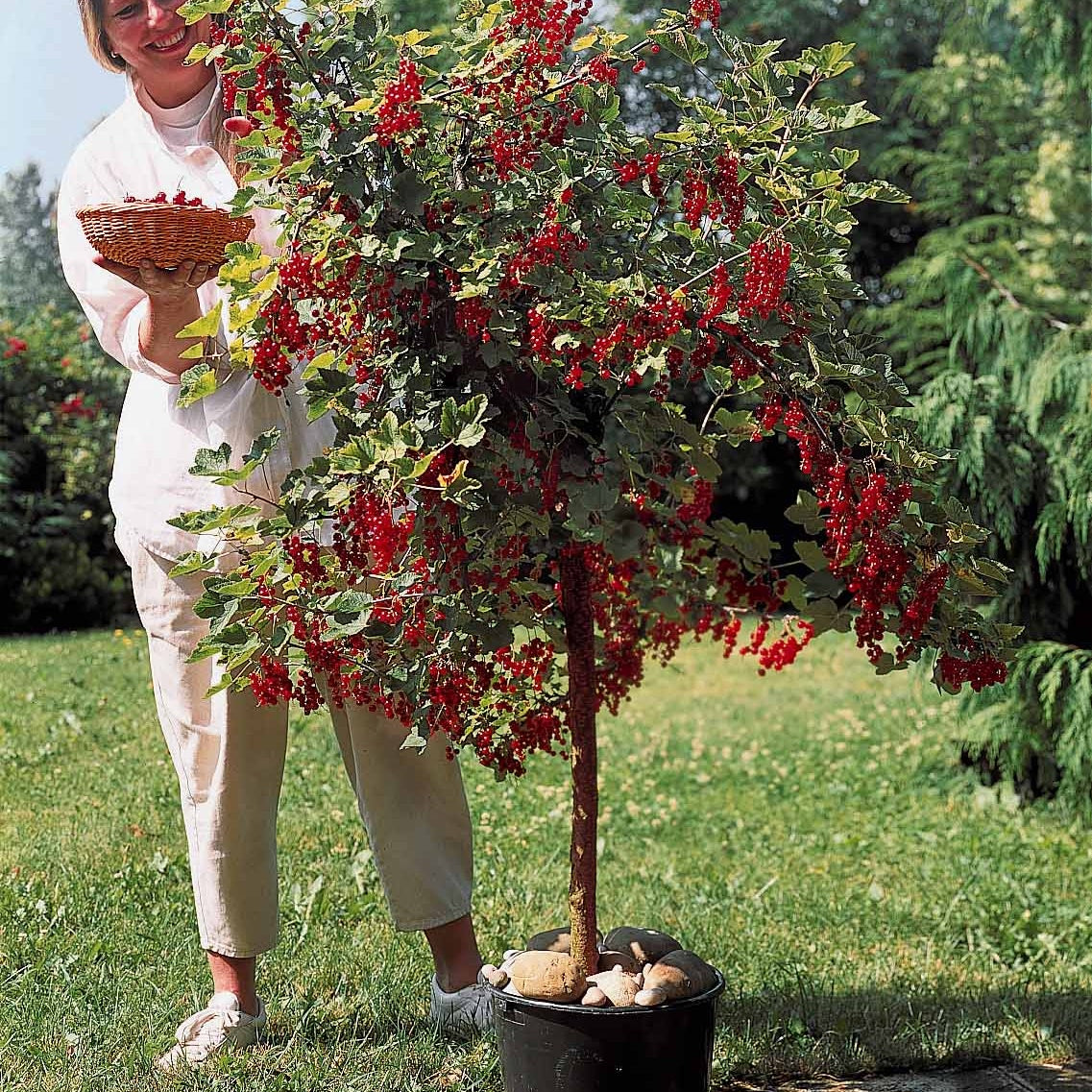 Groseillier rouge sur tige - Ribes rubrum - Plantes