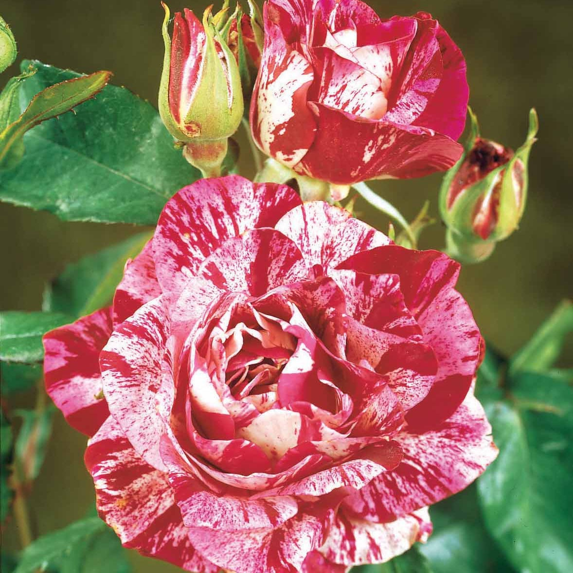 Rosier buisson Candy stripe - Rosa Candy Stripe - Plantes