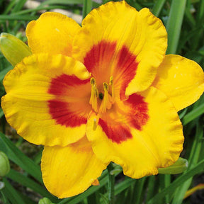 3 Hémérocalles Fooled me Série 500 - Willemse