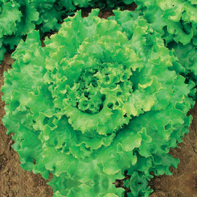Lactuca sativa capitata florine - Laitue batavia Florine - Laitue