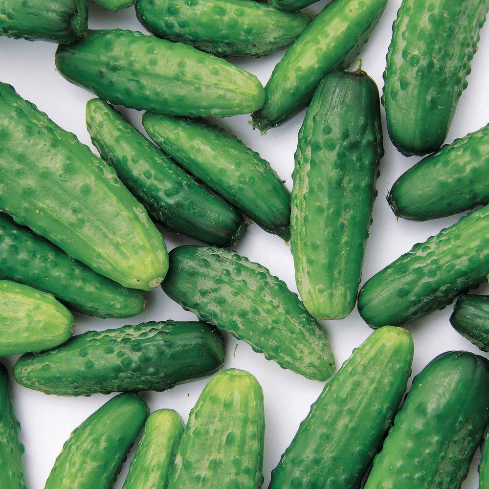 Graines De Cornichon Krak H – Environ 24 Graines, Croissance Rapide, Plein Soleil