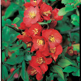 Cognassier du Japon Cido - Willemse