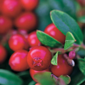 Airelle rouge Miss Cherry ® - Vaccinium vitis idaea miss cherry ® (meliro) - Plantes