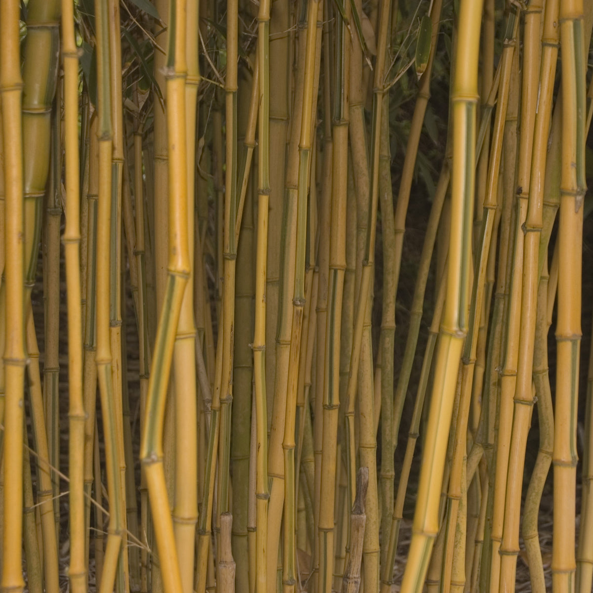 Bambou traçant panaché - Phyllostachys aureosulcata spectabilis - Plantes