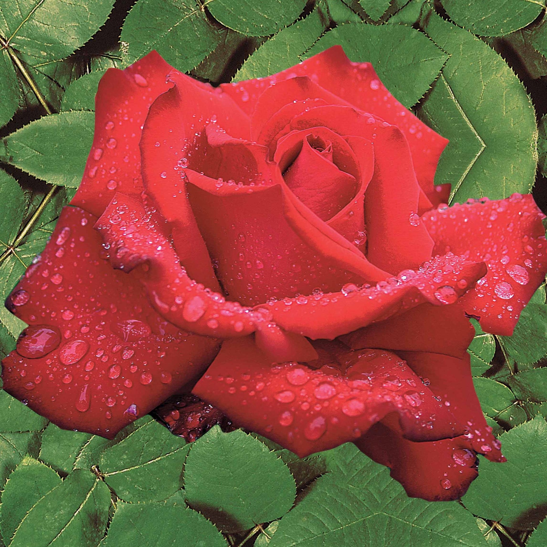 Rosier buisson Grande Amore ® - Rosa Grande Amore ®