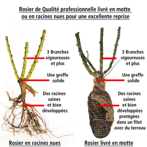 Vente Rosier buisson Grande Amore ® - Rosa Grande Amore ®