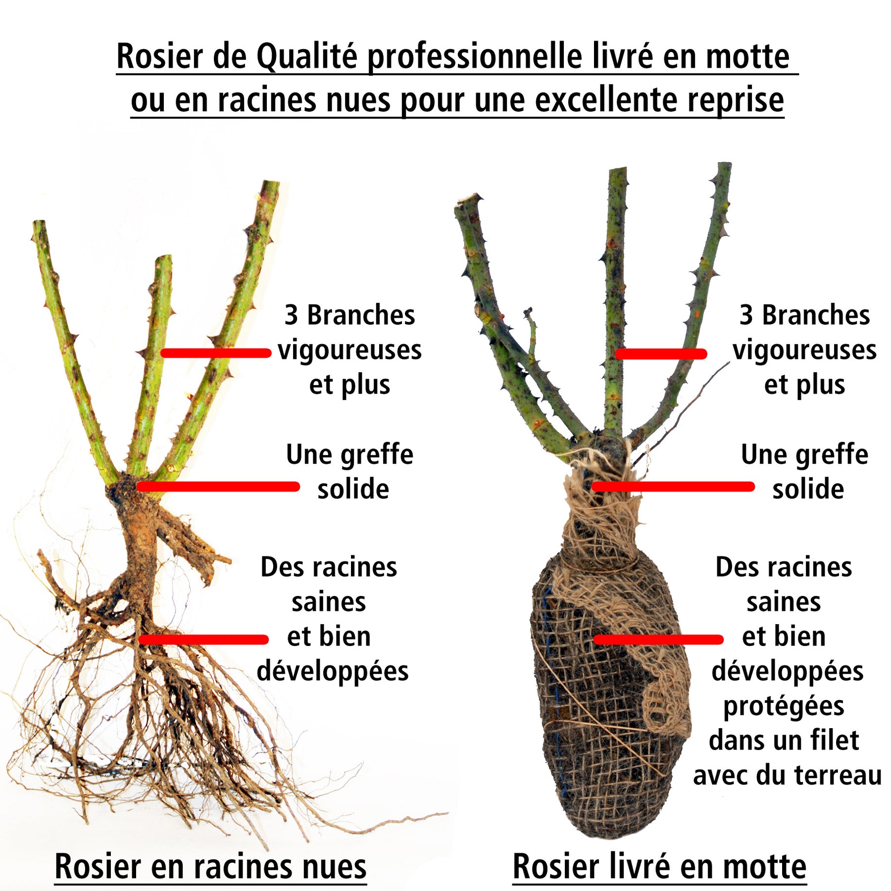 Vente Rosier buisson Grande Amore ® - Rosa Grande Amore ®