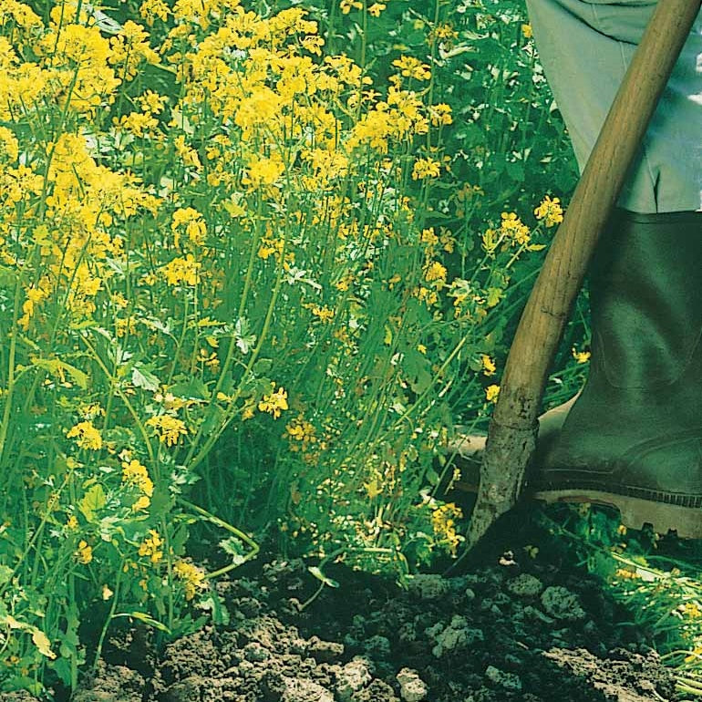 Moutarde (plante) - Propriétés et Utilisation de la moutarde sauvage
