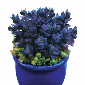 Sédums - Sedum Perle bleue - Sedum Blue Pearl
