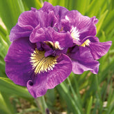 Iris de Sibérie Double Standard - Iris sibirica double standard - Plantes