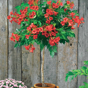 Bignone rouge sur tige - Willemse