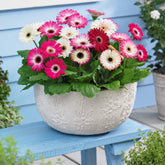 4 Gerberas et pots roses pour votre jardin réf 015265 - Gerbera sophisticated - Plantes