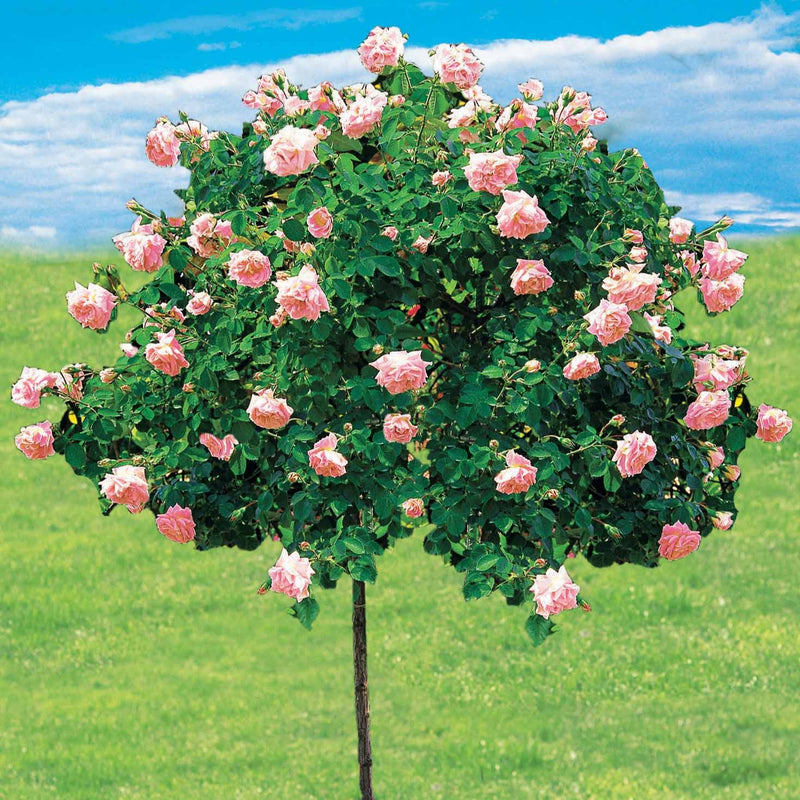 Rosier pleureur Excelsa sur tige - Rosa wichuraiana excelsa