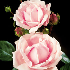 Rosier Cascade rose sur tige - Rosa wichuraiana New Dawn - Rosiers sur tige