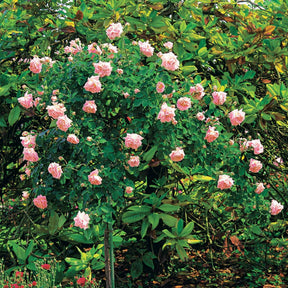 Rosier Cascade rose sur tige - Rosa wichuraiana New Dawn - Rosiers