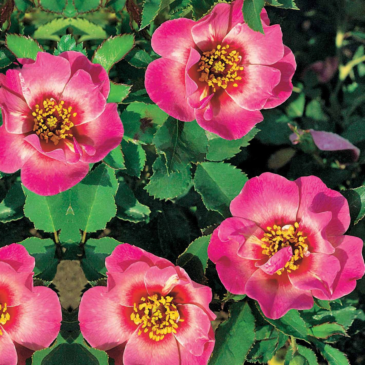 Rosier Babylon Eyes ® Queen Interybabeucq COV - Willemse