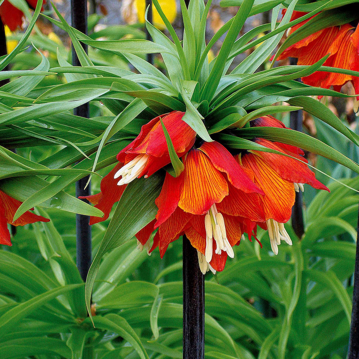 Couronne impériale rouge - Fritillaria imperialis rubra - Plantes