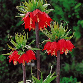 Couronne impériale rouge - Fritillaria imperialis rubra - Bulbes à fleurs