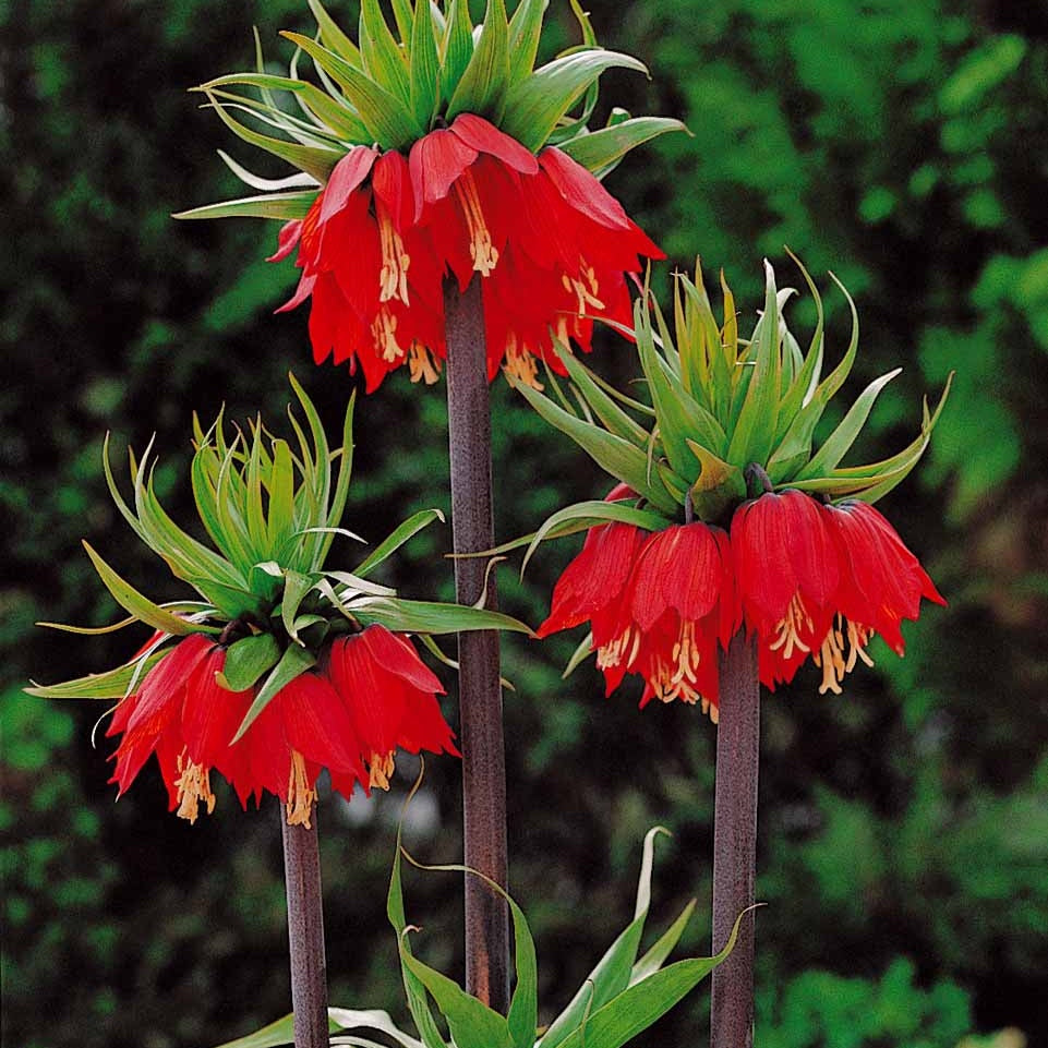 Couronne impériale rouge - Fritillaria imperialis rubra - Bulbes à fleurs