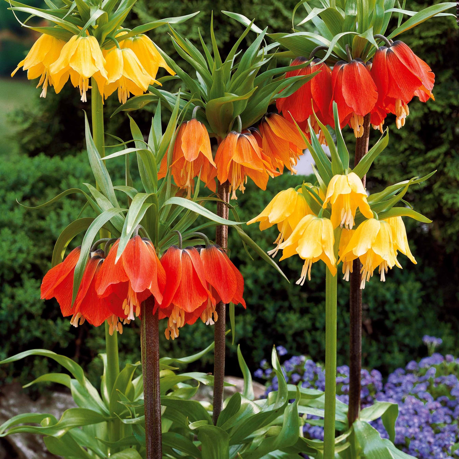Couronne impériale rouge - Fritillaria imperialis rubra