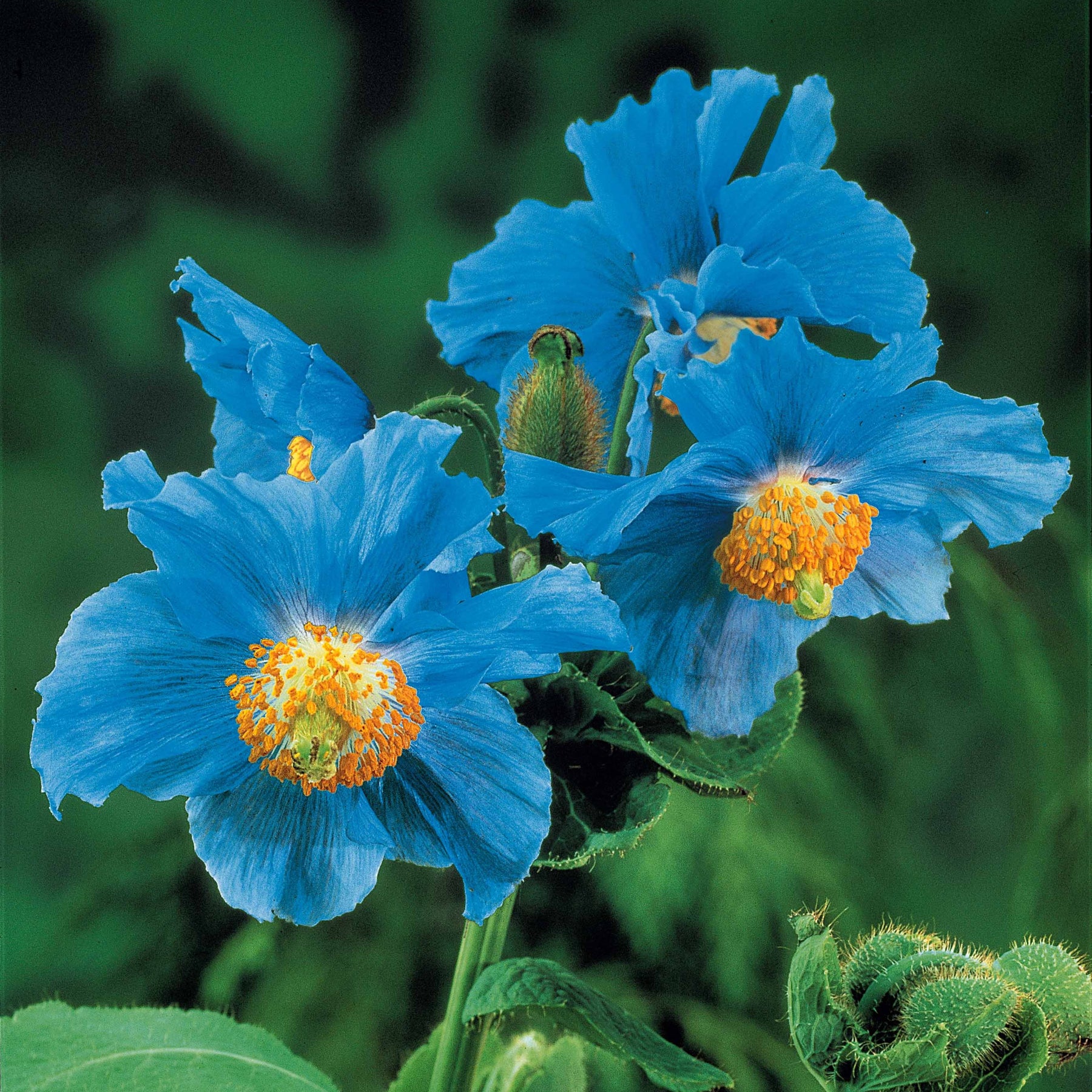 2 Pavots bleus de l'Himalaya - Meconopsis betonicifolia - Fleurs vivaces