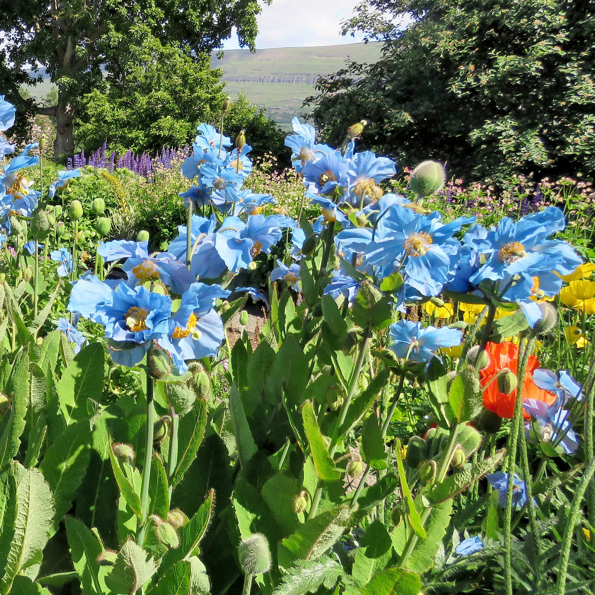 Verveine tapissante bleue - Le pot de 9 x 9 cm : Plantes et fleurs  méditerranéennes Botanic® balcon terrasse - botanic®