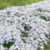 3 Phlox mousse blancs - Phlox subulata alba - Plantes