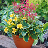Kit Pot fleuri pour balcon - Hemerocallis stella d'oro, hosta aureo marginata, - Plantes