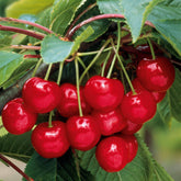 Cerisier Burlat - Willemse