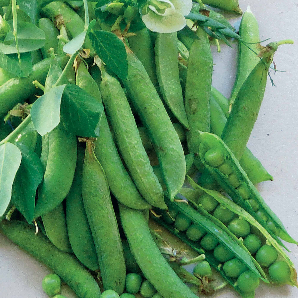 Pois rond nain Proval - Willemse