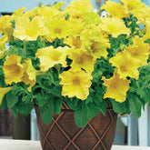 3 Pétunias géants jaunes - Petunia happy giant yellow - Plantes