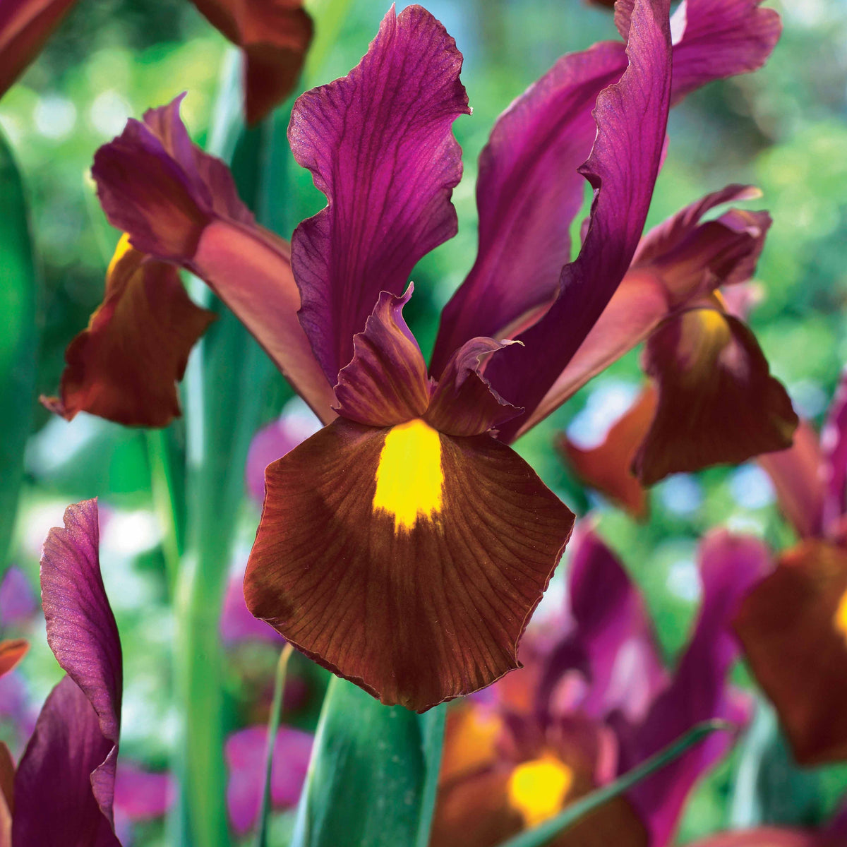 Iris de Hollande Braise rouge - Iris hollandica red ember - Plantes