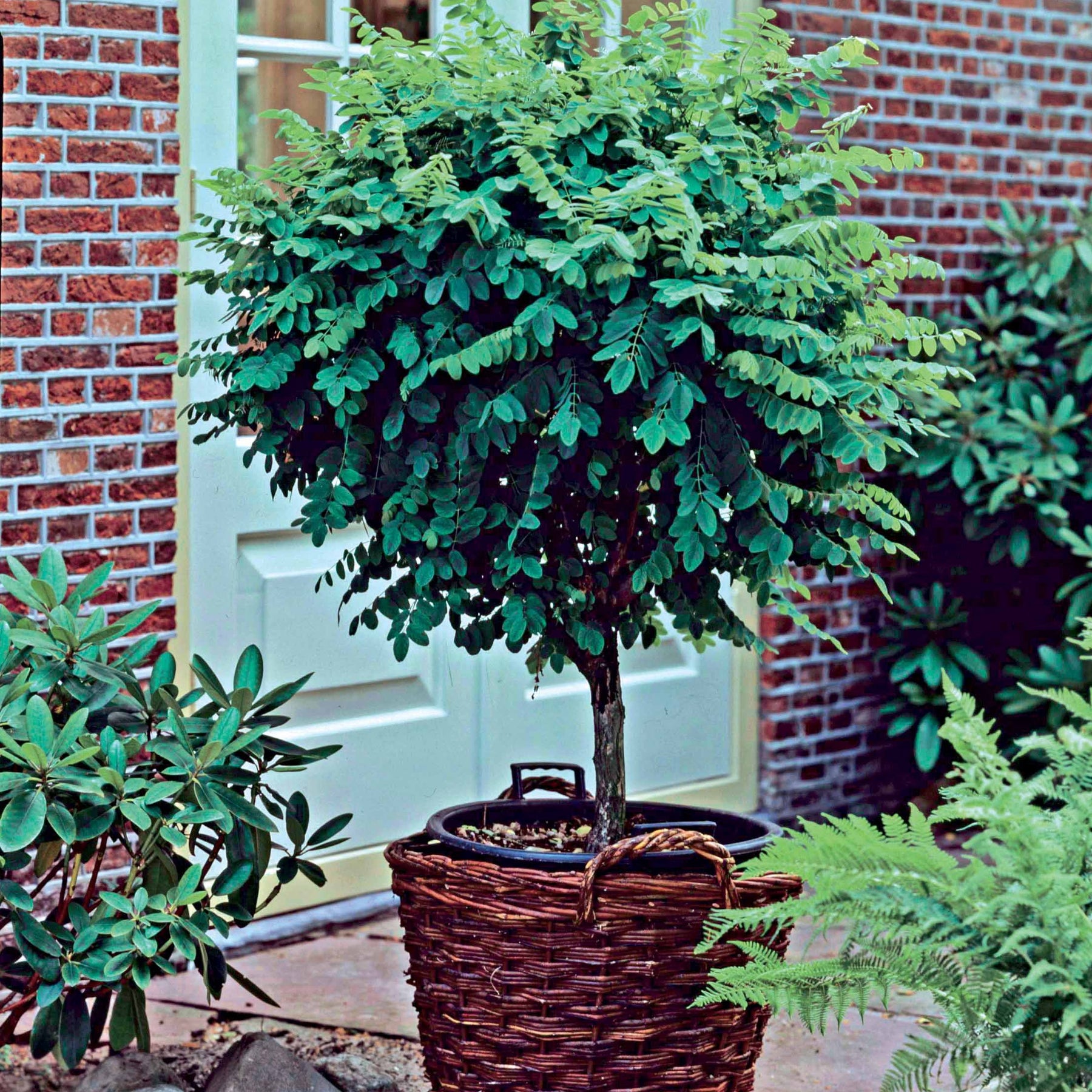 Acacia boule sur tige - Robinia pseudoacacia umbraculifera - Plantes