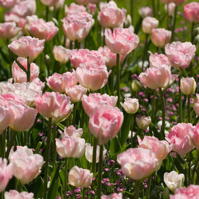 Collection de Tulipes romantiques Angélique et  Shirley - Tulipa angélique , double shirley - Bulbes à fleurs