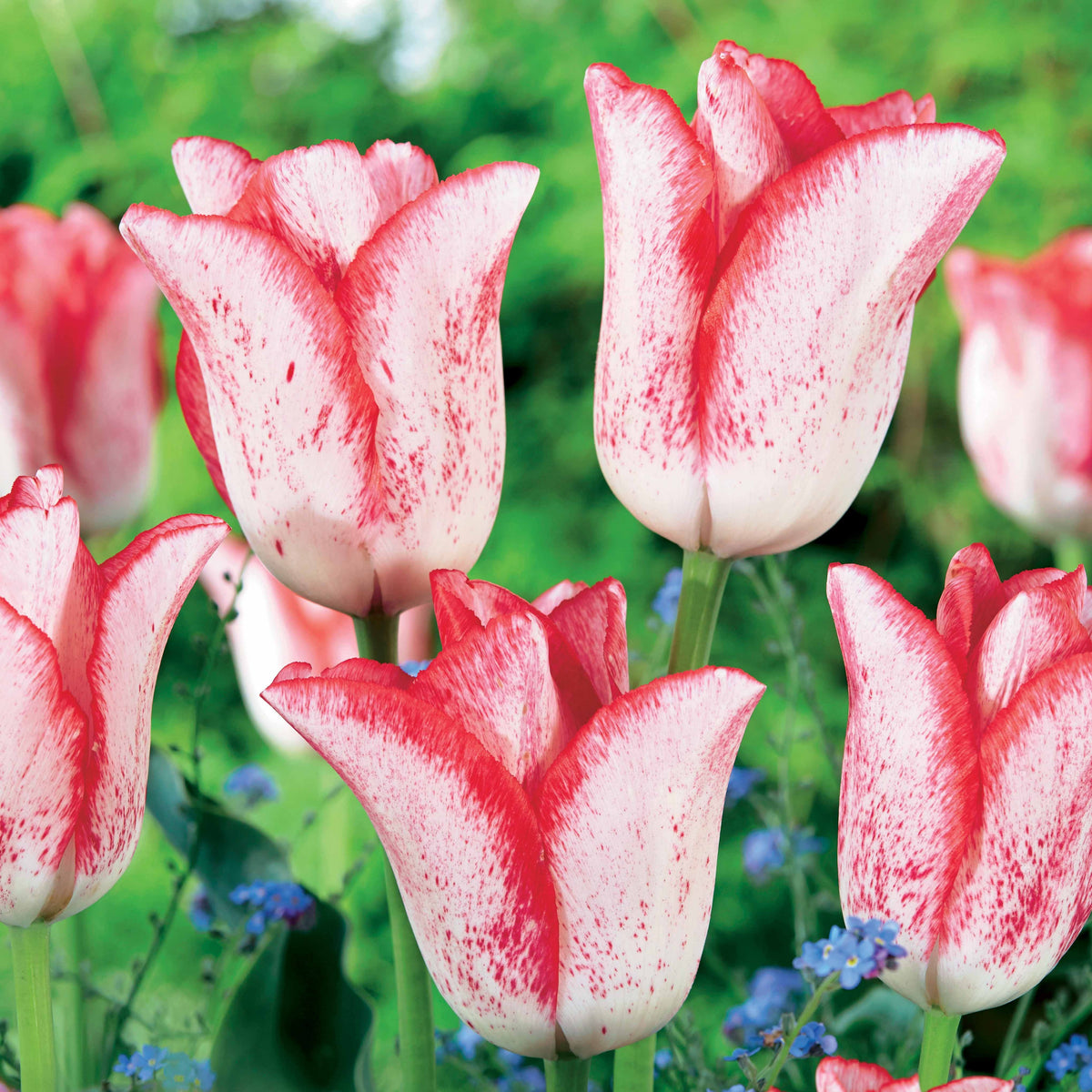 10 Tulipes Beauty trend - Tulipa beauty trend - Plantes