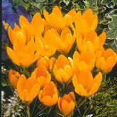15 Crocus Mammouth jaune - Willemse