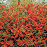 Cognassier à fleurs rouges - Chaenomeles speciosa texas red - Plantes