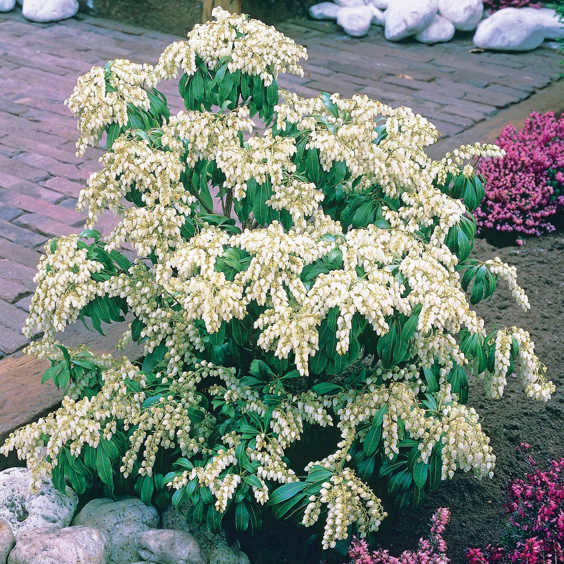 Pieris Cascade blanche - Pieris japonica white cascade - Plantes
