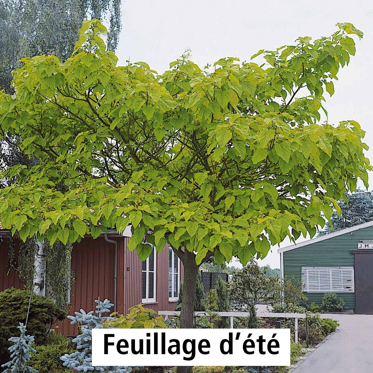 L Arbre Imp rial Paulownia Tomentosa l-arbre-imp-rial-paulownia-tomentosa