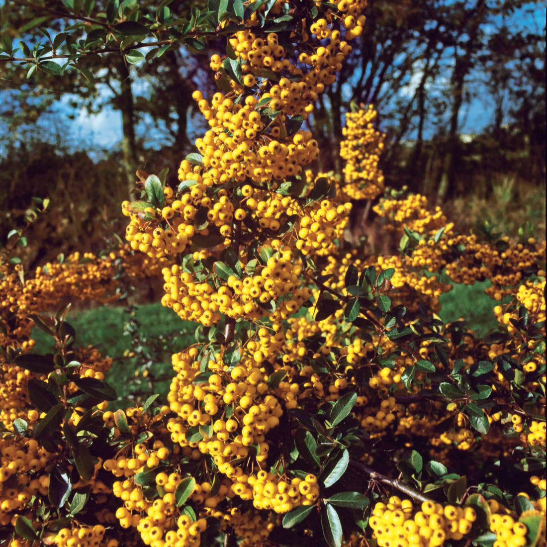 Buisson ardent Saphyr® Rouge Cadrou - Pyracantha - Pyracantha saphyr ...