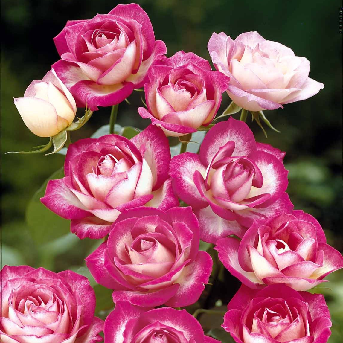 Rosier à massif La Minuette - Rosa polyantha la minuette - Plantes