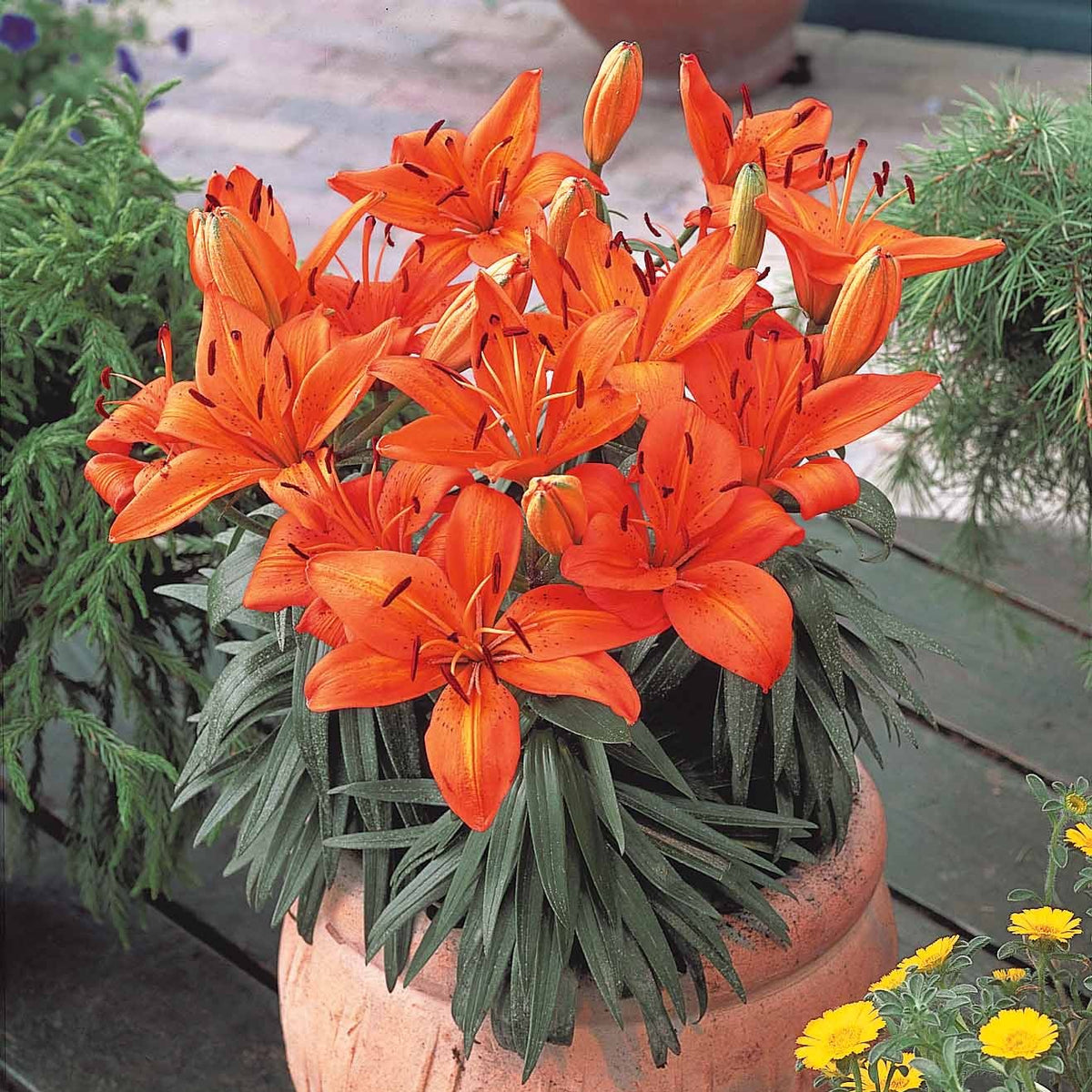 3 Lis orange - Lilium - Plantes